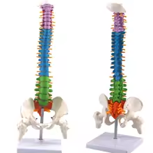 Anatomical vertebral column model